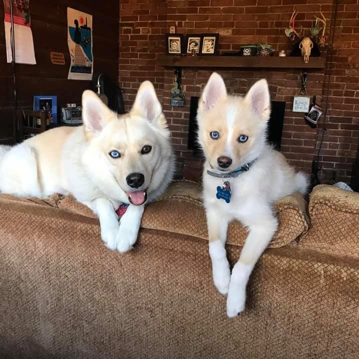 Two dogs sitting on the back of a couch.