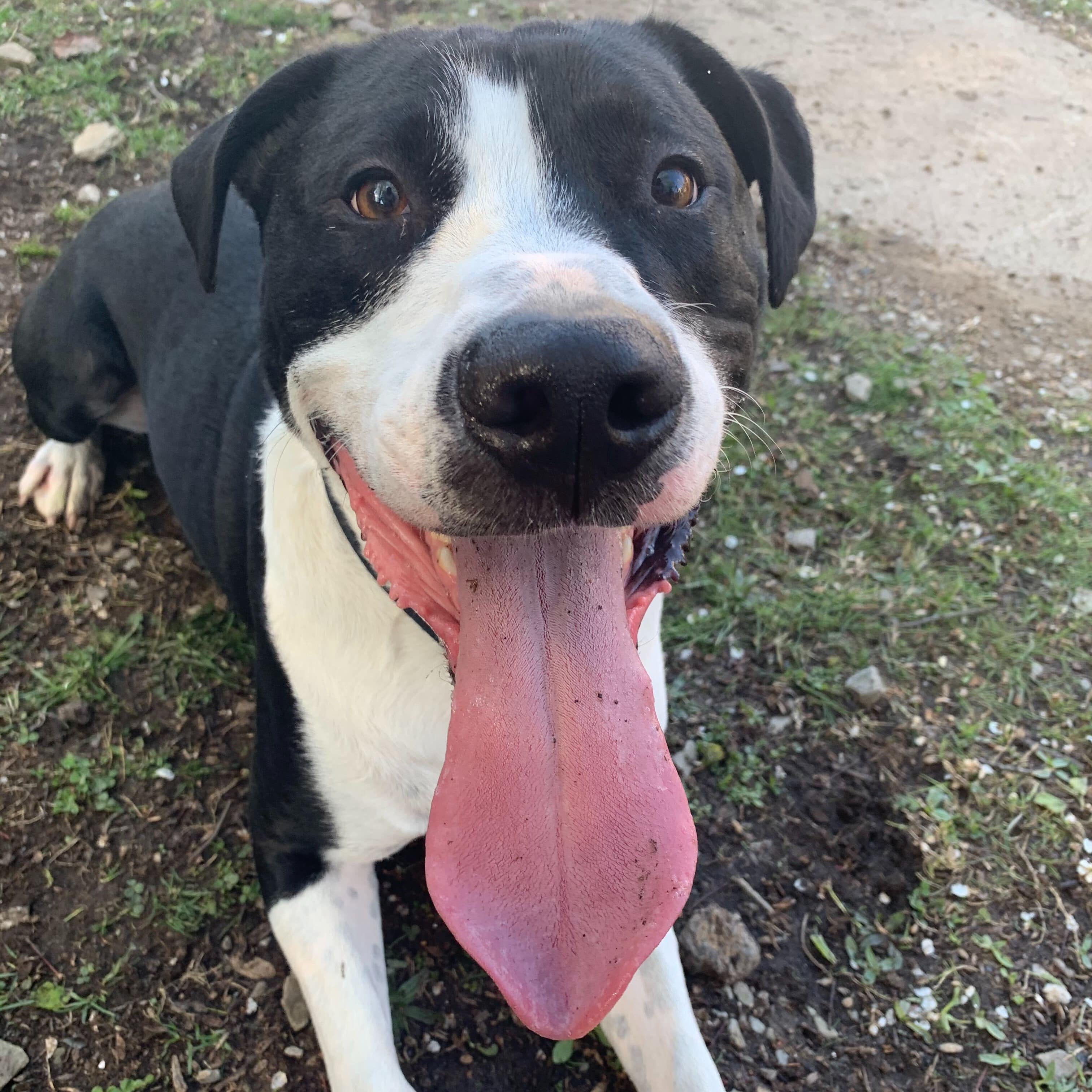 Photo of dog smiling.