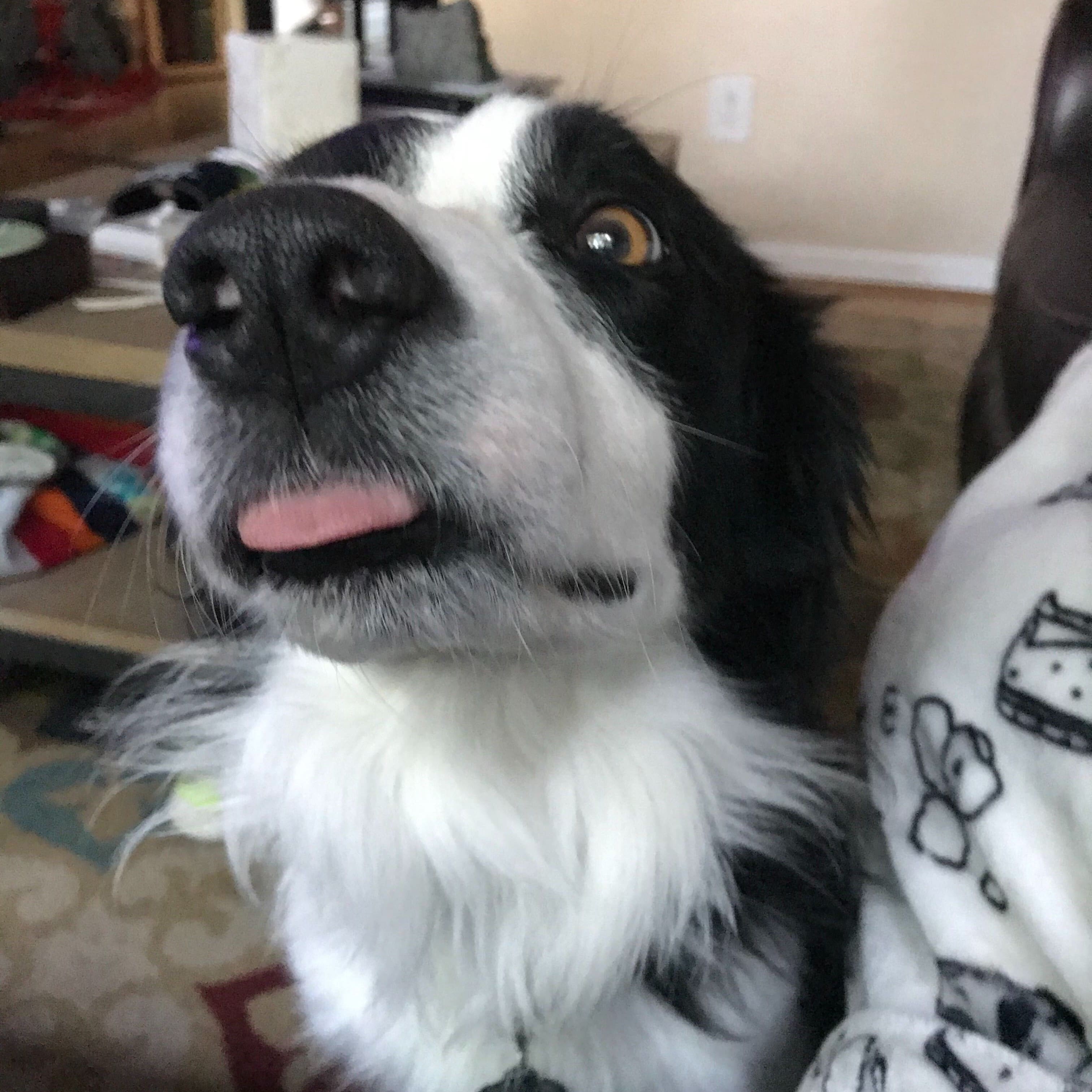 Dog with tongue out.