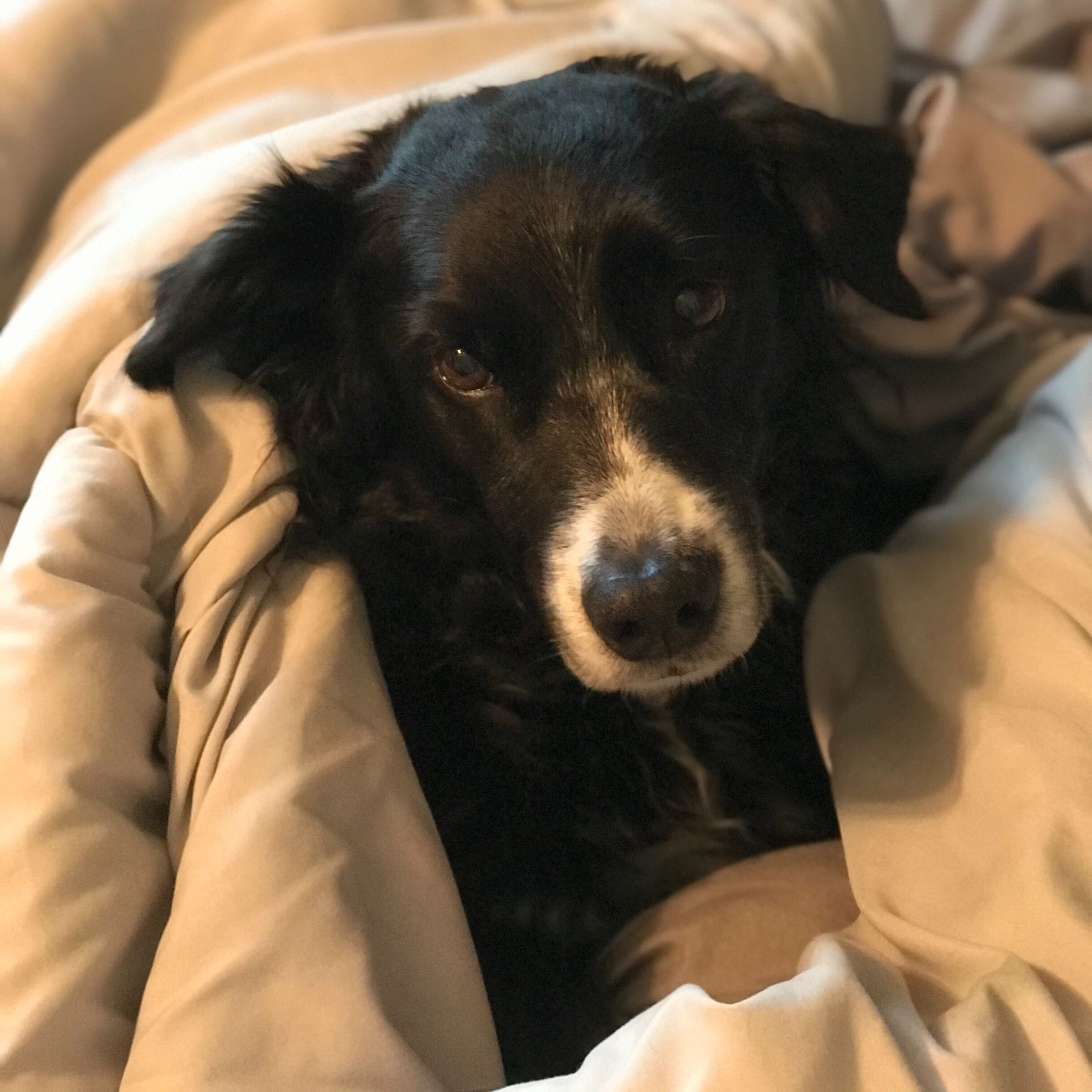 Dog covered in blanket.