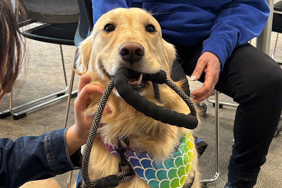 Golden retriever service dog holding a leash in its mouth