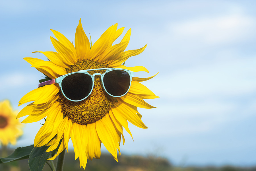 sunflower wearing sunglasses