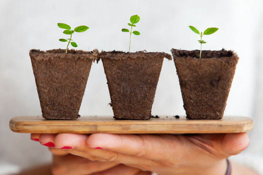 Three potted plants