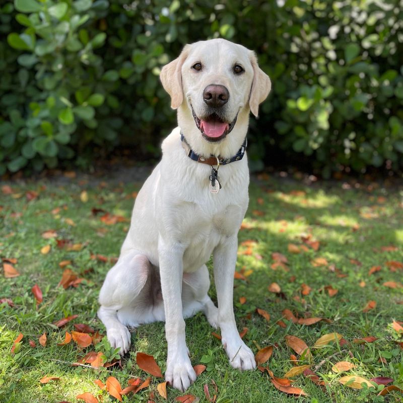 Winson, a goldador, sits on the grass with this tongue showing.