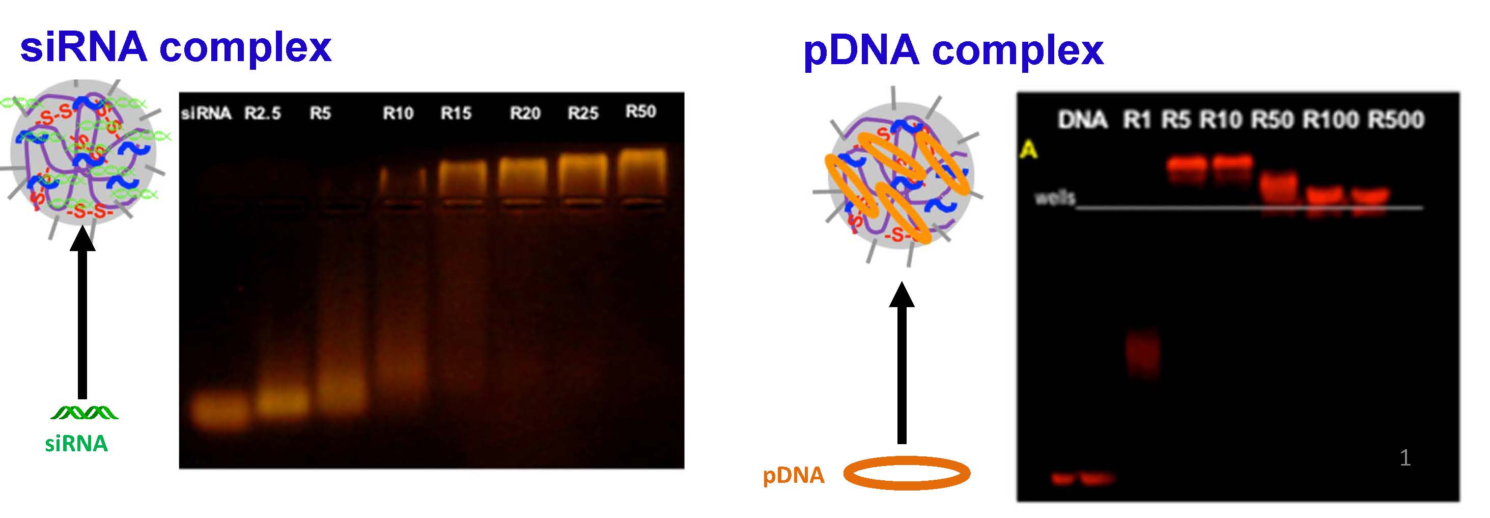 11k siren pdna complexes