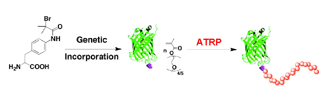 GFP-1