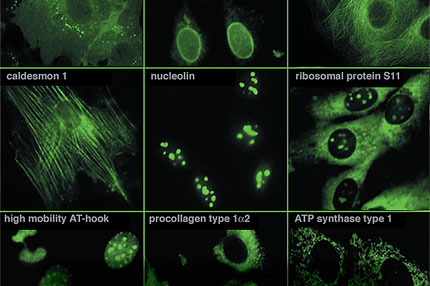 CD-tagged proteins