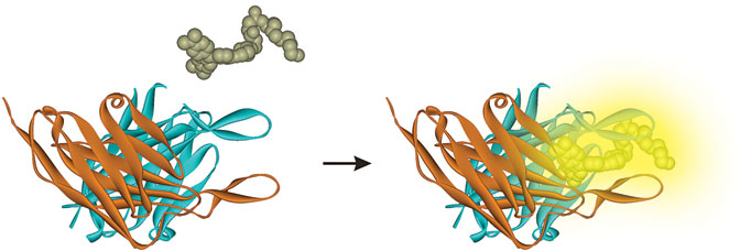 Fluorogen activating proteins