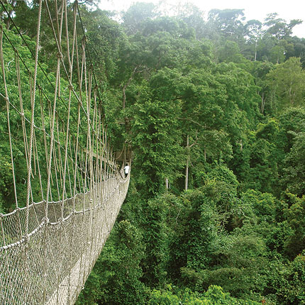 photo of ghana rainforest