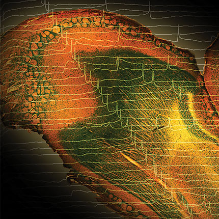 artist's rendering of olfactory neuron