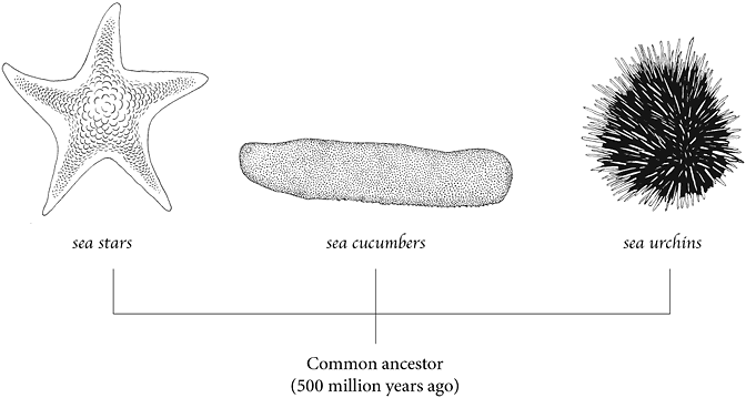 illustration of sea star, sea cucumber and sea urchin