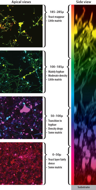 image of structure of biofilm