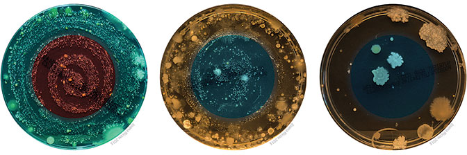 photo of petri dishes