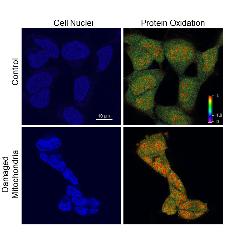 cell nuclei