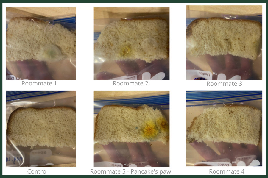Six images of bread with varying degrees of microorganisms grown on each slice