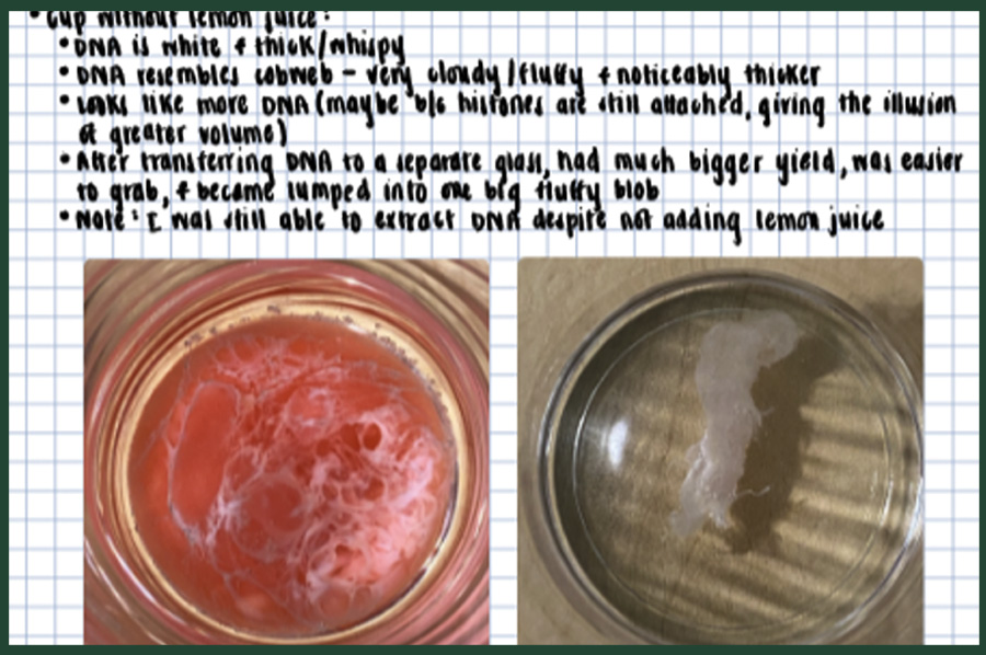 two cups showing strawberry dna extracted with lemon juice vs a control