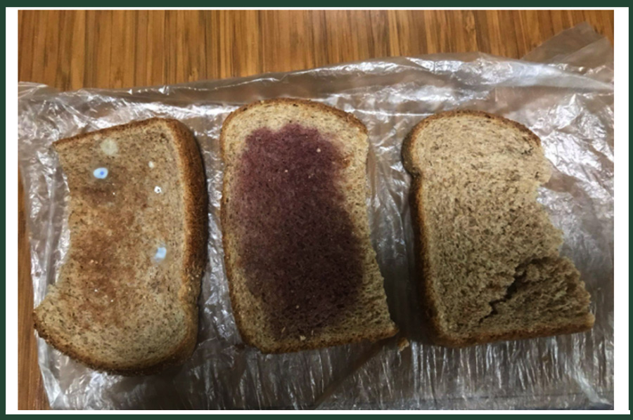 Three slices of bread with varying levels of microorganisms, grown with different liquid sources
