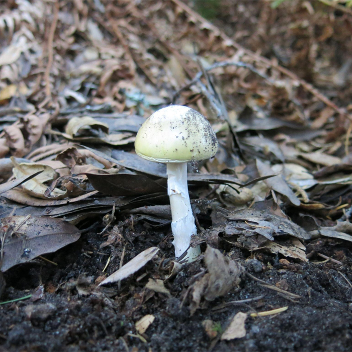 mushroom