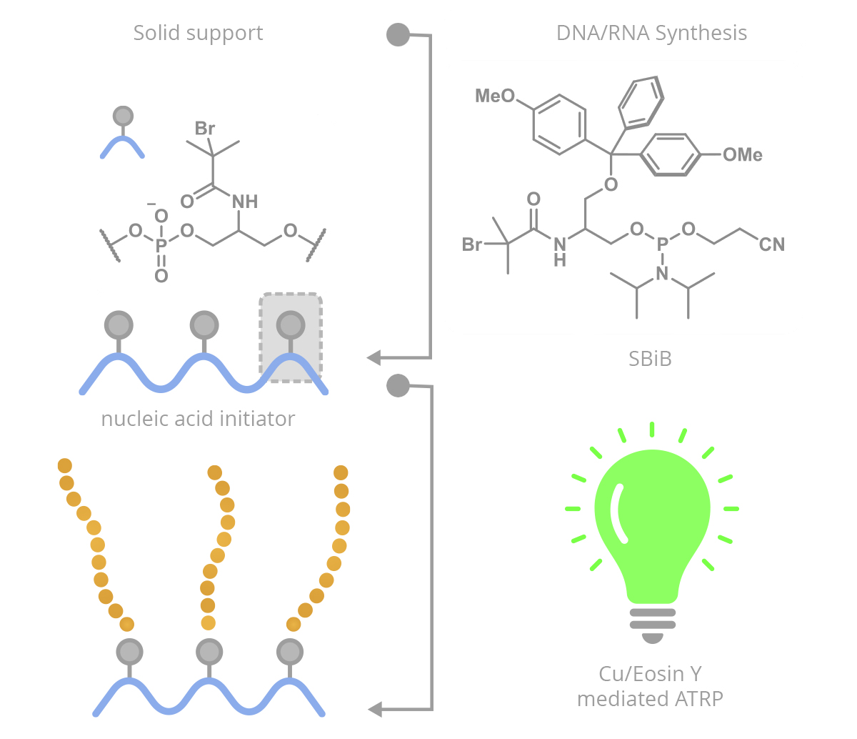 At the top, use: Site-controlled incorporation of polymerization initiator (SBiB) The bottom: Nucleic acid-polymer hybrid with complext architecture