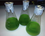 microalgae