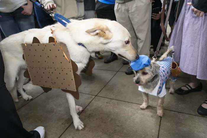 Dogs in costumes greet one another.