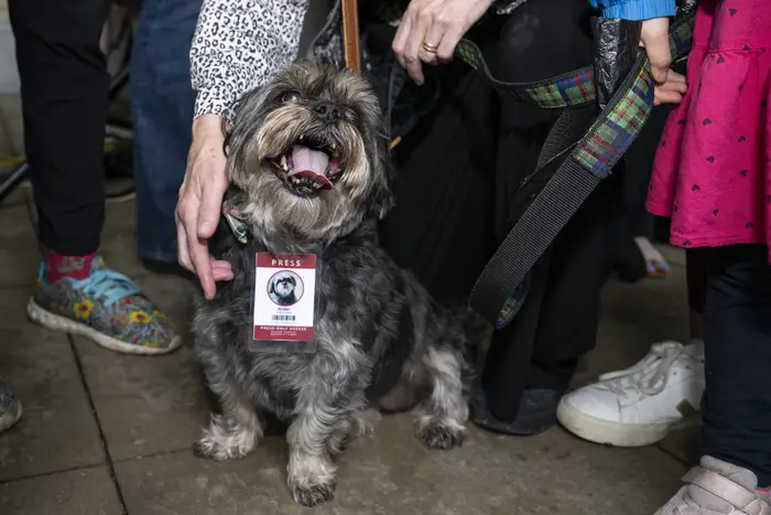 A happy dog.