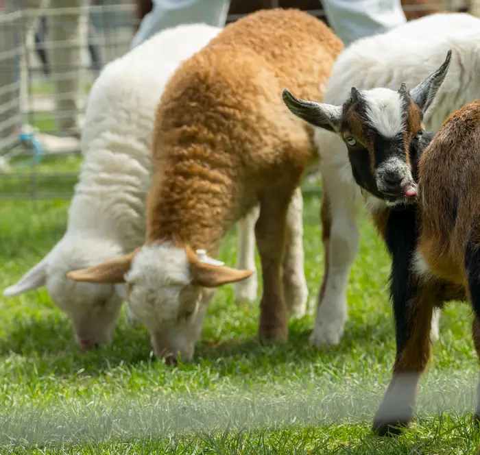 Goats