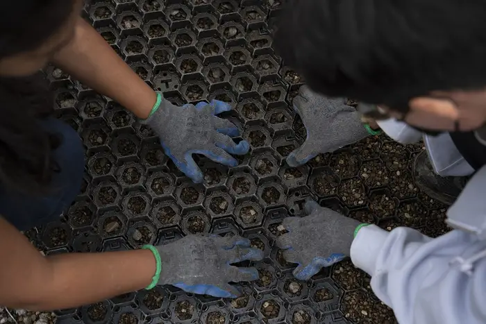 Students lay down hexagonal grid