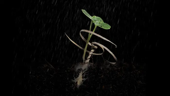 An E-seed fosters growth