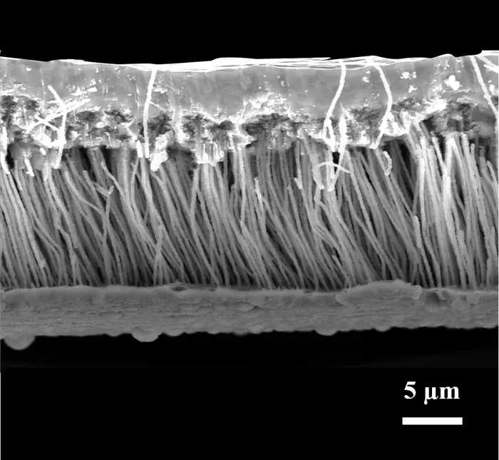 Cross-section of the material under scanning electron microscope