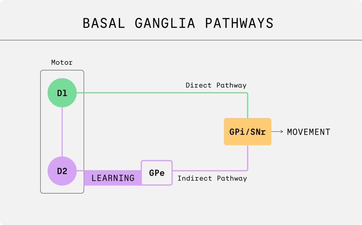 Graphic shows pathways in the basal ganglia
