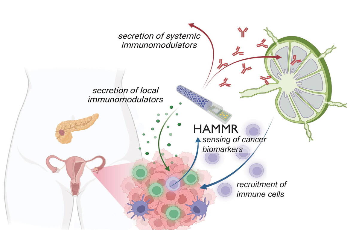 A diagram explaining how HAMMR functions.