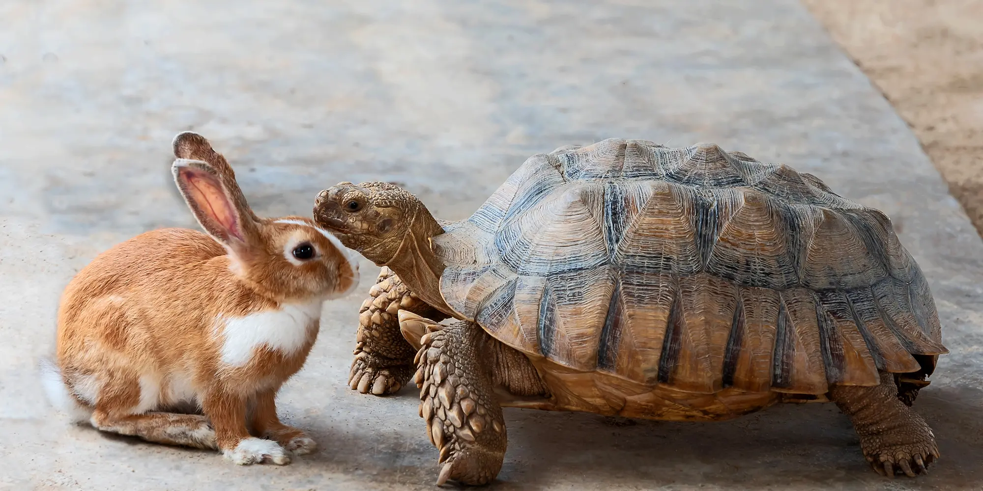 a hare and a tortoise have a conversation on a road