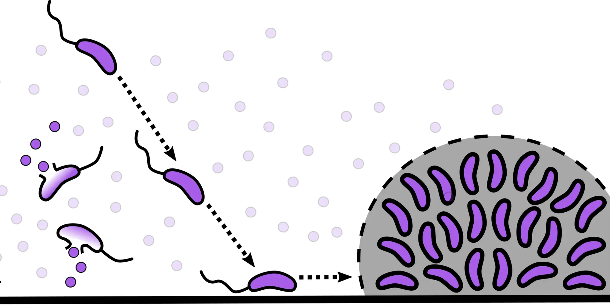 When V. cholerae sense the death or injury of any bacteria in the Vibrio genus, they clump together to form a protective biofilm.
