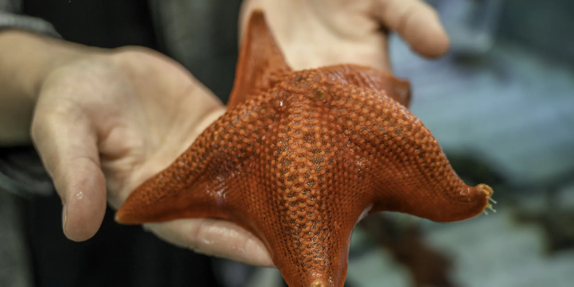 A starfish