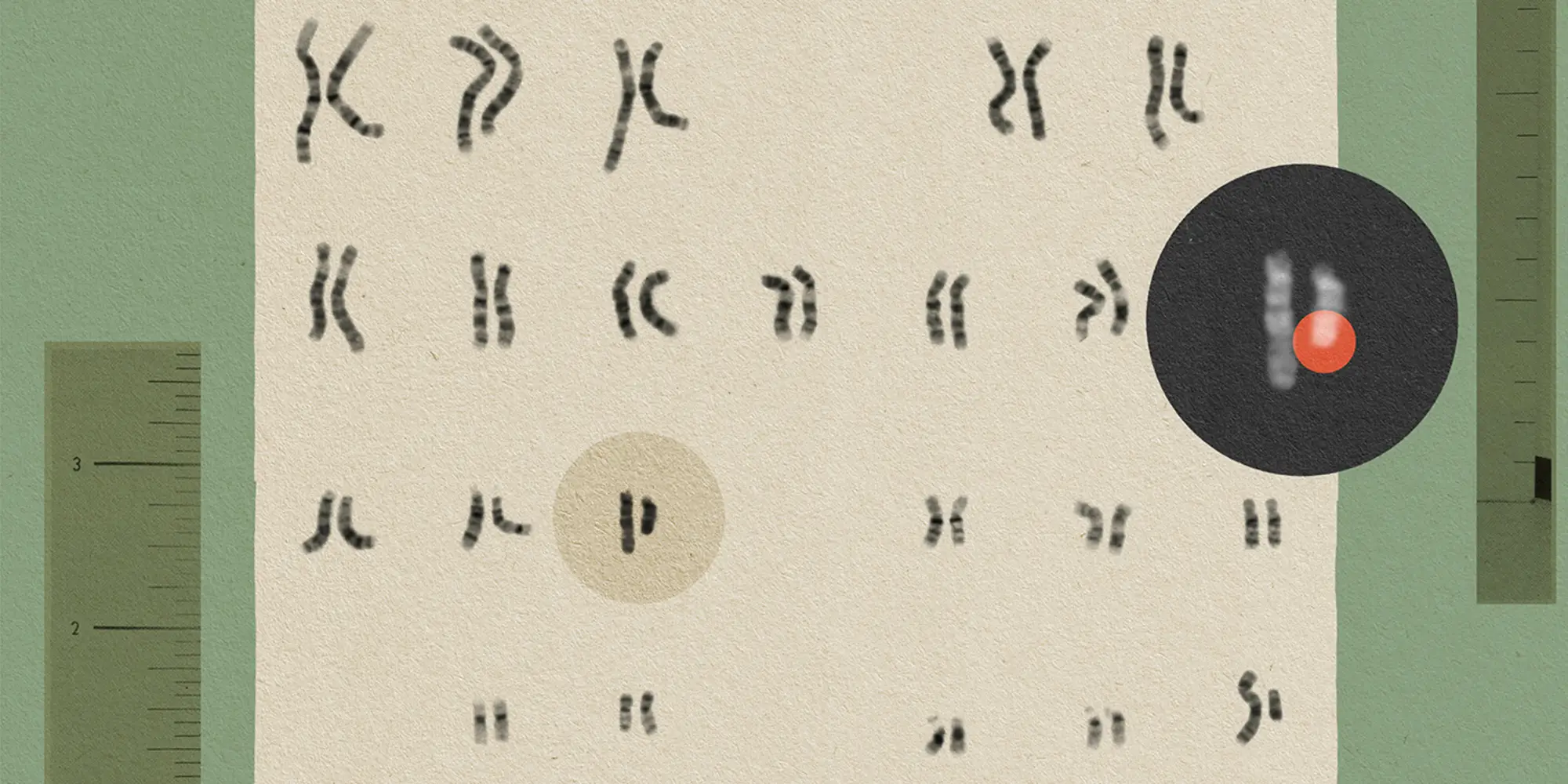Illustration of gene pairs on a beige background with green vertical bar on either side and one pair of chromosomes in a black circle with a red dot highlighting on chromosome