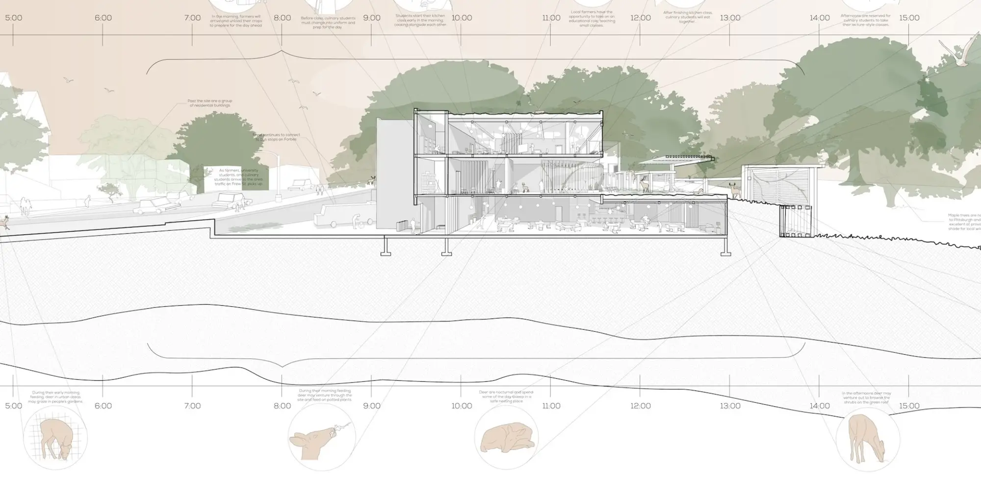 A pastel-colored cutaway concept drawing of a culinary center set among trees that includes a timeline of wildlife's movements at the bottom and a timeline of humans' proposed daily usage at the top.