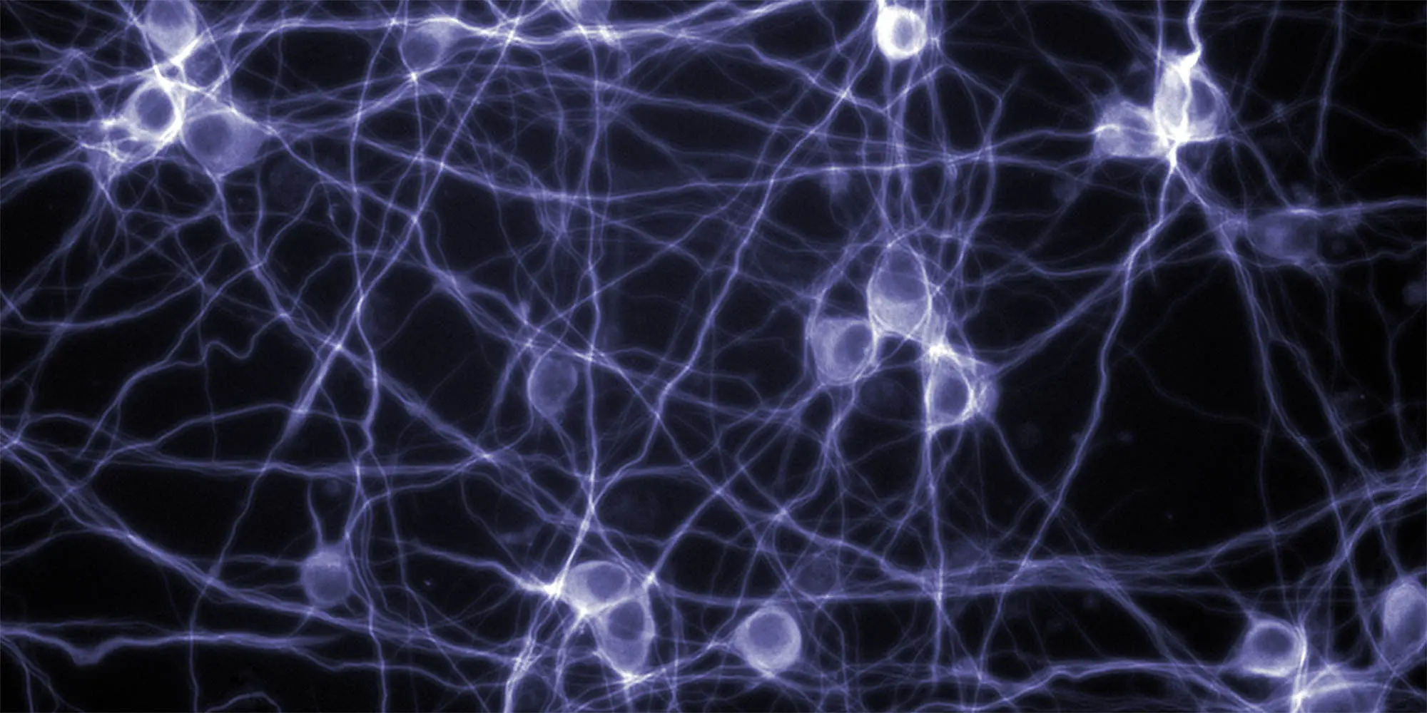 neuron-modeling-2000x1000-min.jpg