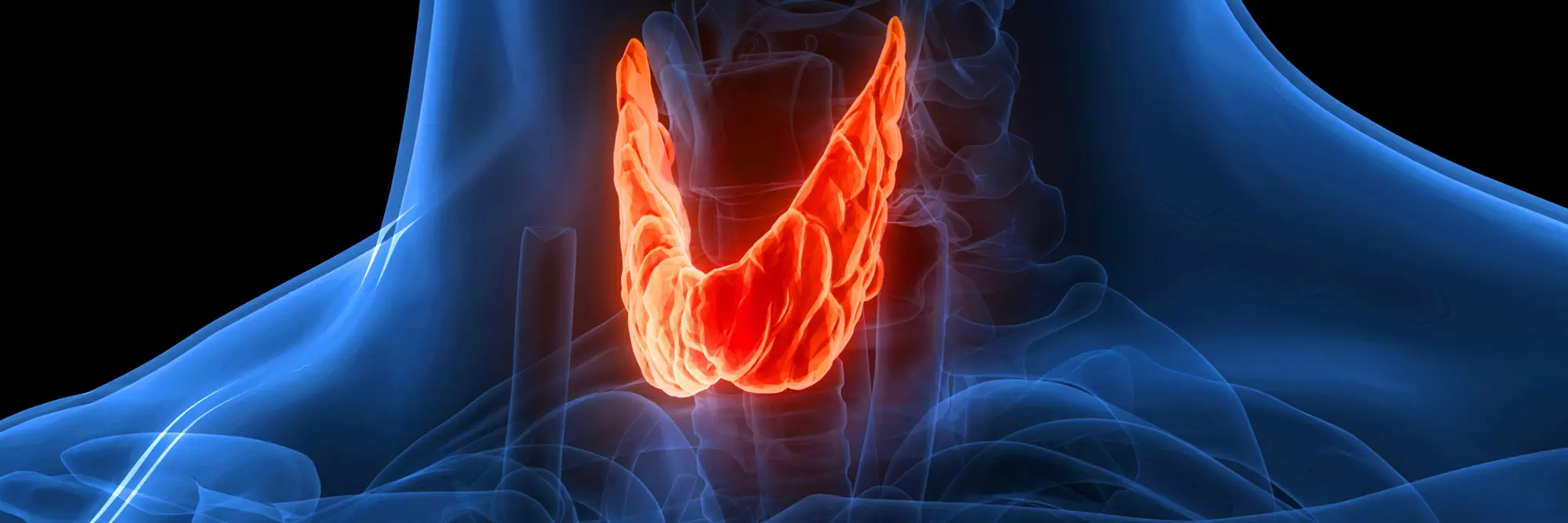 A blue diagram seeing into a human neck/throat.
