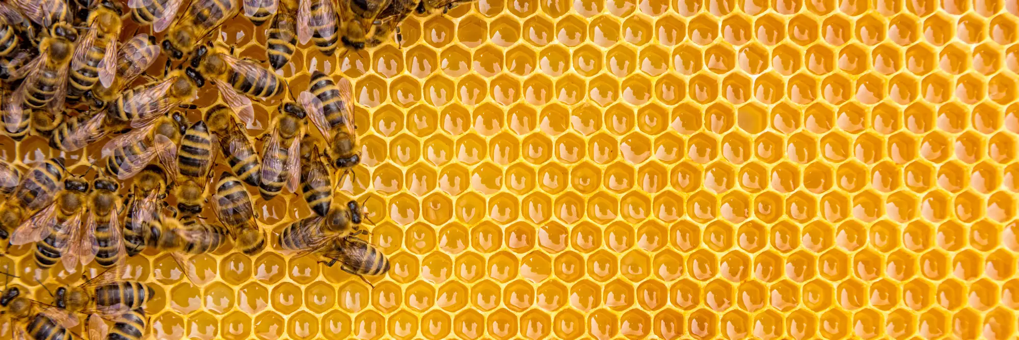 bees
