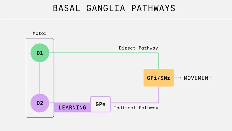 Graphic shows pathways in the basal ganglia