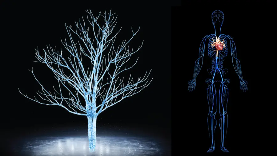 An ice structure next to a representation of a human circulatory system