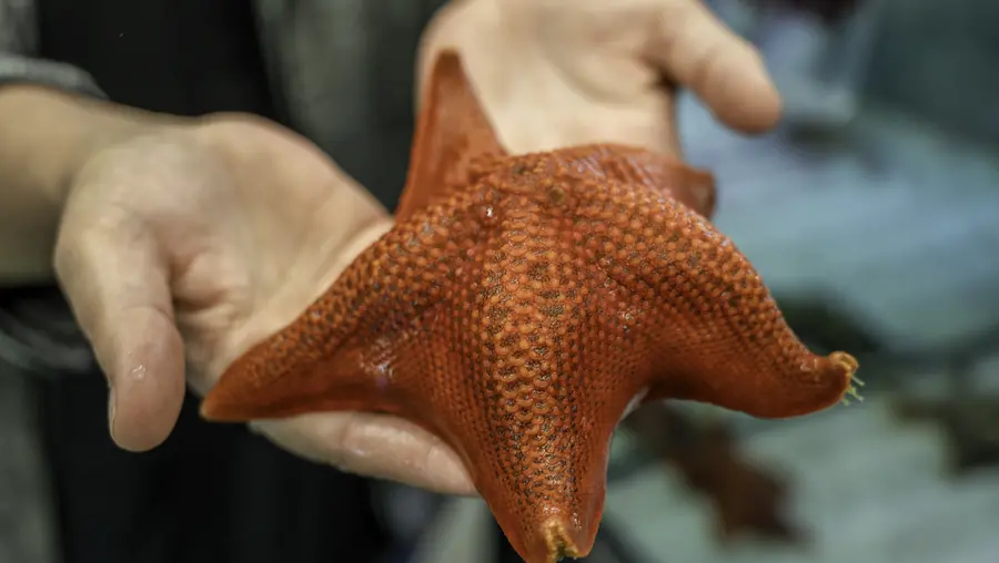 A starfish