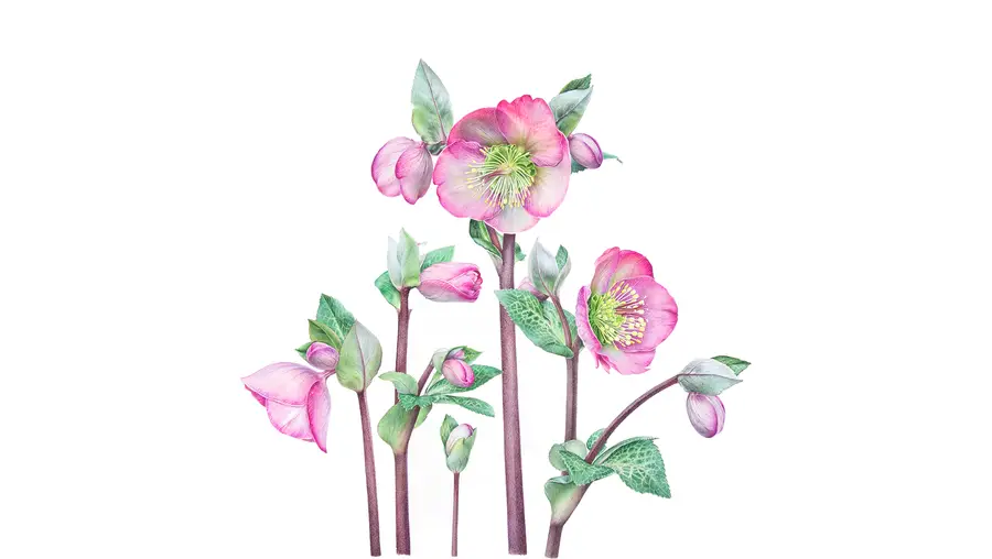 A drawing of a pink flower.