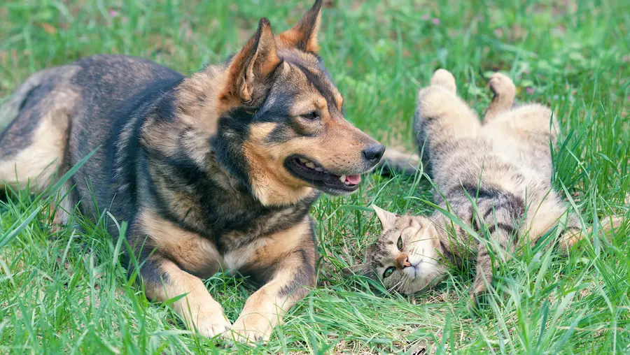 German shepherd and tabby cat laying in grass together