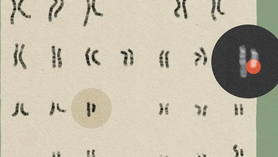 Illustration of gene pairs on a beige background with a green vertical bar on one side and one pair of chromosomes in a black circle with a red dot highlighting on chromosome