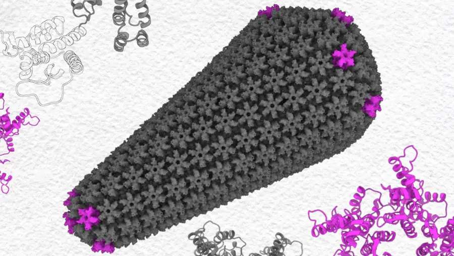 HIV-1 capsid protein in the dimer form (left), in pentamer and hexamer (center), and in the assembled capsid (right).
