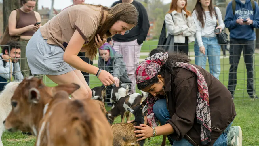 CMU students interact with animals at a petting zoo on campus.