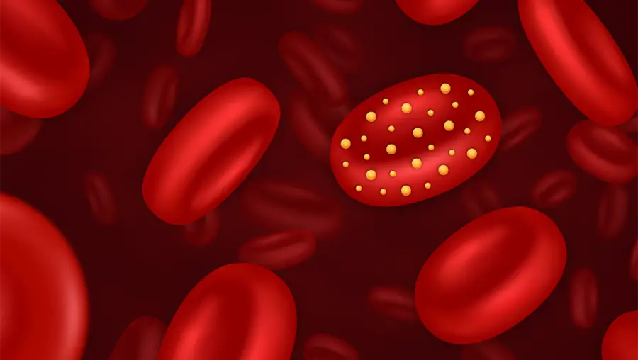 drawing of red blood cells