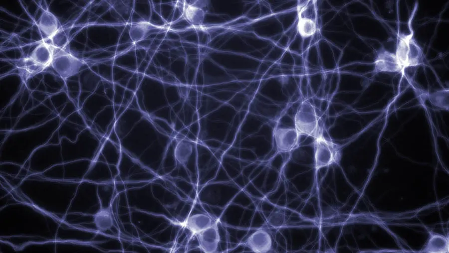 neuron-modeling-900x600-min.jpg